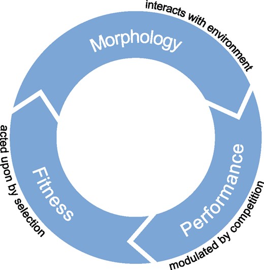 Morphology interacts with the environment to create a given performance, which then (modulated by competition) determines fitness in that environment. Selection acts according to fitness, driving evolutionary change in morphology.
