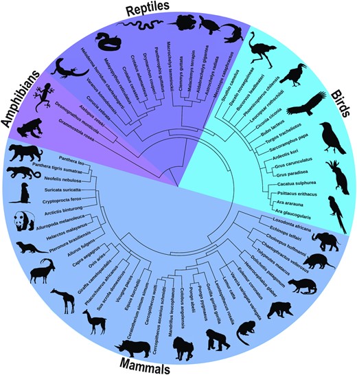 A phylogenetic tree of the animals cared for at Zoo Atlanta. Phylogenetic tree generated on PhyloNet and all silhouettes are from PhyloPic’s open source database.