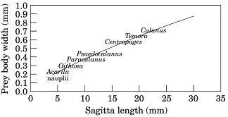 Relationship between length of S. elegans and maximum prey body width. Derived from Feigenbaum and Maris, 1984.