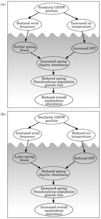 Conceptual model of the associations between the GSNW and the central-west North Sea copepod community through predation by Sagitta, during (a) northerly GSNW and (b) southerly GSNW. See text for details.