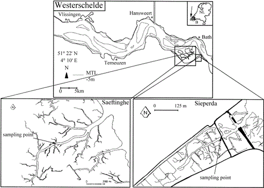 Location of Saeftinghe (mature marsh) and Sieperda (developing marsh) in the Westerschelde. Map of Saeftinghe is after Hemminga et al. (1993).