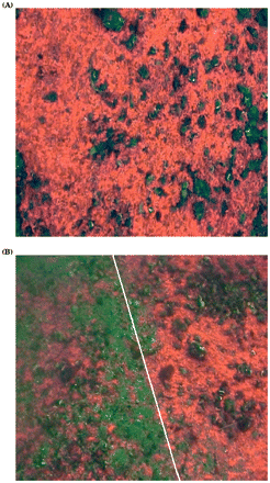 Photoquadrats of experimental plot on maerl with pebbles in Stravanan Bay, November 2001. (A) Before fishing, showing an 83% cover of orange-coloured maerl. (B) After fishing, showing hydraulic dredge track (left of the white solid line) where dyed maerl is reduced to 16%, on the right dyed maerl cover has remained unaffected by the passage of the gear. Photo width = 1.25 m.