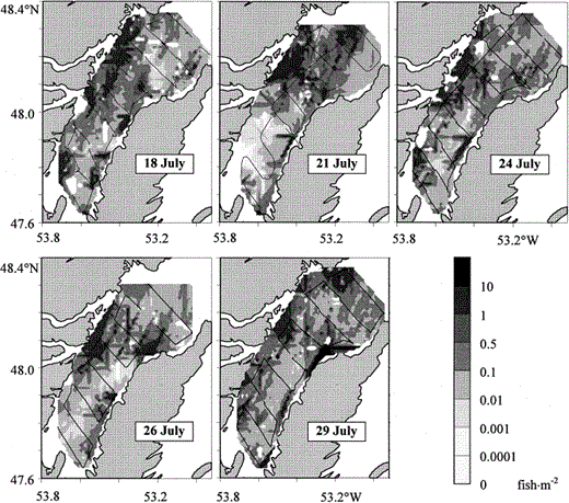 Hydroacoustic estimates of capelin density during five surveys in Trinity Bay in July 2000 (spatial interpolation on a 1×1 km grid by kriging; contours, number of fish m−2; thin black lines, survey tracks.