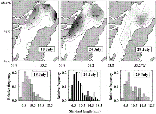 Spatial distribution (larvae per 1000 m3) and relative length frequencies of radiated shanny larvae encountered. The second survey distribution suggested a western (diamonds, black bars) and a northern core (triangles, white bars) of high abundance.