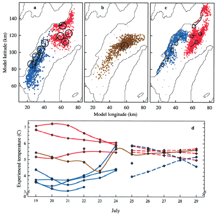 Particle drift projections in model space to infer origin and fate of shanny larvae encountered. (a) Six-day backward run for particles corresponding to the two cores of high abundance stations during the second survey (circles); (b) backward run for particles corresponding to the region of high abundance observed during the third survey (circle; particle positions are plotted together for all 11 days of the simulation); (c) 6-day forward projection of particles seeded on 24 July, 1 km around western and northern core stations (circles); and (d) thermal history of larvae from the western (blue) and northern (red) cores as well as from the high abundance cluster observed during the third survey (brown) based on average particle drift tracks (black lines in a–c) and linearly interpolated (5–30 m) temperature fields. Solid lines, backward projections; dashed lines, forward projections; no environmental projections were made when average tracks left the area of environmental interpolation).
