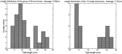 The length distribution of the anchovy.
