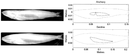 X-radiographs of an anchovy (top left) and a sardine (bottom left) and the shape of the body and the swimbladder of the generic anchovy (top right) and sardine (bottom right).
