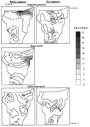 Ordinary kriging maps overlaying fish abundance (ind 0.176 km−2) and individual mean size (cm) for rainy (1993) and dry (1994) seasons in the CGSM. Darker surfaces correspond to fish abundance, whereas the numbers labeling isolines indicate mean length estimates for each species. For M. incilis, maps of fish abundance and sizes were not performed in the dry season, due to the lack of spatial autocorrelation.