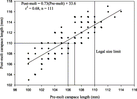 Incremental growth data derived from capture/recapture studies conducted on male rock lobsters that were at liberty 350–365 days in southern Tasmania from 1992 to 2000. A simple linear regression model was fit to the data to describe post-molt size as a function of pre-molt size. Note that if the lower size limit for the pre-recruited size class is set at 107 mm CL, the assumption that these animals will grow to become legal-sized (110 mm CL) in 1 yr will be met. The data were jittered slightly for display.