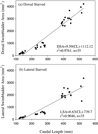 (a) Dorsal and (b) lateral walleye pollock (n=35) swimbladder surface area (mm2) plotted as a function of caudal length (mm). Only starved fish were used in these plots to avoid changes in swimbladder shape due to peritoneal contents.