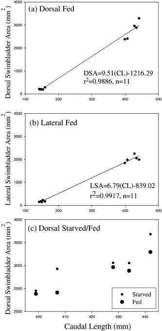 (a) Dorsal and (b) lateral swimbladder surface areas (mm2) of fed walleye pollock (n=11) plotted as a function of caudal length (mm). (c) dorsal swimbladder areas of starved (small dots) and then fed (large dots) adult walleye pollock plotted as a function of caudal length (mm). Dorsal surface areas decreased in all cases after the fish were fed.