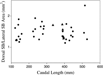 Ratio of dorsal to lateral swimbladder (SB) surface area (mm2) of starved (circles) and gravid walleye pollock (triangles) plotted as a function of caudal length (mm).