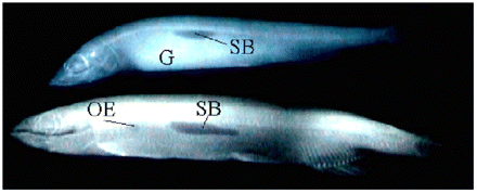 X-ray image of a female (upper image, F208) and a male (lower image, M224). The swimbladders (SB) are shown. The small gas bubble (OE) in the oesophagus of the male could be seen more clearly on the negatives. The female has rather big gonads (G).