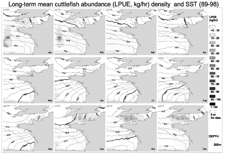 Long-term monthly average cuttlefish abundance was converted from point format into grid format and displayed with intervals of 5 kg h−1, with a background of long-term monthly average SST, which was converted from point data into isotherms with intervals of 0.5°C.