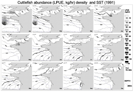 Monthly cuttlefish abundance in 1991 was converted from point format into grid format and displayed with intervals of 5 kg h−1, with a background of SST, which was converted from point data into isotherms with intervals of 0.5°C.