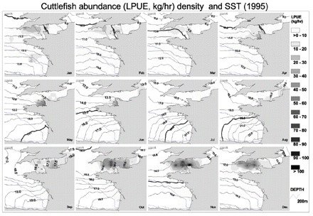 Monthly cuttlefish abundance in 1995 was converted from point format into grid format and displayed with intervals of 5 kg h−1, with a background of SST, which was converted from point data into isotherms with intervals of 0.5°C.