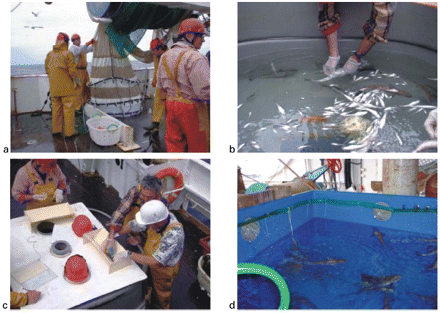 (a) View of the codend, (b) puncturing the swimbladder, (c) the tagging process, and (d) tagged hake in a cool tank awaiting release.
