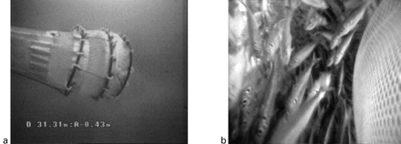 Behaviour of the codend underwater; (a) general view, EROC image, and (b) view inside the codend, VECOC image.