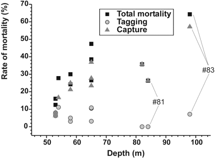 Relative contributions of capture and tagging to the immediate mortality with respect to depth of trawling. Relative contributions were measured on 11 tows. For tow #81, at 84 m depth, the total mortality rate was 26%, and was entirely due to capture. For tow #83 at 98 m depth, the mortality rate was 64%, split between 57% after capture and 7% after subsequent tagging.