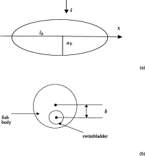 (a) Prolate-spheroid geometry of fish body. (b) Fish transversal cross-section.