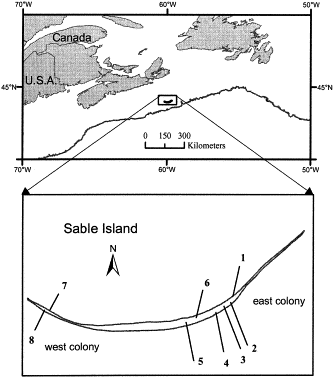 Map showing the location of Sable Island (within the ellipse) and the location of eight ground transects (numbers 1–8) on the Island used to estimate the proportion of pups in each developmental stage over the course of the breeding season.