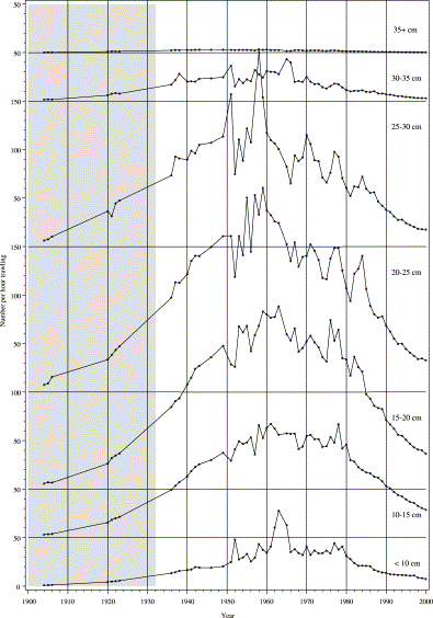 Trends in abundance over the 20th century: estimated catch of an 8-mm beam trawl with 2-mm mesh operated for 1 h, summed over 5-cm length intervals. In 1932, the estuarine area was transformed into a freshwater lake. Since 1937, the minimum legal landing size has been 28 cm.