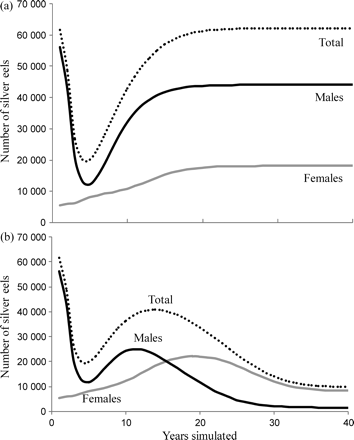 SMEP simulations of the production of silver eels from a baseline yellow eel population similar to that in tributaries of the lower Severn in 1983, projected forwards in time with either (a) stable annual elver settlement (9 million), and (b) an 85% decline in elver settlement over 20 years followed by another 20 years at a minimum level of settlement.