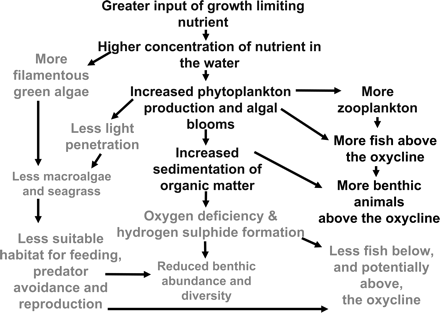 Schematic representation of the cascading effects of increasing nutrients in a coastal ecosystem. The harmful effects of nutrient overenrichment are presented in grey letters.