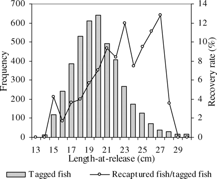 Length frequency distribution of tagged hake (total length, TL) released in the Gulf of Lions in 2006 and the distribution of recovery rates according to fish length-at-release (n = 280). The low number (just 3%) of tagged fish with a total length ≥30 cm is not depicted.