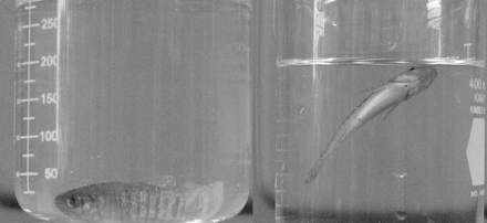 Fundulus heteroclitus were anaesthetized to restrict buoyancy control or active movements before being placed in a beaker of seawater to confirm our measurements of g. The fish to the left had a g >1, meaning it was denser than the seawater, whereas the fish to the right had a g <1, meaning it was less dense than seawater.