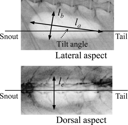 Morphometry on lateral and dorsal swimbladder X-ray images. The symbols la, lb, and lc represent swimbladder length, swimbladder height, and swimbladder width, respectively.