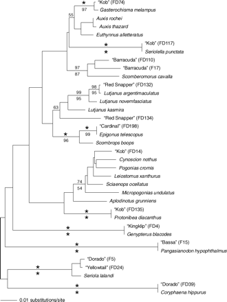 Neighbour-joining tree, showing phylogenetic associations of samples tested in this study (labelled as FDXXX or FXXX), with voucher sequences obtained from GenBank. Only bootstrap values for the clades of interest are indicated. Asterisks indicate 100% bootstrap support. Values above branches are those obtained from 1000 NJ replicates, values below are from 1000 parsimony replicates.