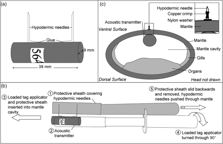 The instrumentation used for tagging: (a) attachment of hypodermic needles to an acoustic transmitter, (b) the specially designed tag applicator used to tag L. reynaudii, and (c) the placement of the acoustic transmitter within the mantle of the squid, on the ventral side, to avoid piercing organs with the hypodermic needles.