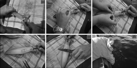 Attaching a transmitter to a squid: (a) a transmitter is inserted beneath the mantle using a specifically designed applicator; (b) the apparatus is turned through 90°, the protective applicator sheath removed, and the hypodermic needles pushed through the mantle. (c) Nylon washers are pushed onto the ends of the hypodermic needles and (d) a metal cylinder slipped over each hypodermic needle, (e) the metal cylinders are crimped using long-nose pliers, and (f) the squid are held submerged alongside the boat until strong swimming ability is displayed (fin beating). Only then is the animal released on the capture site.