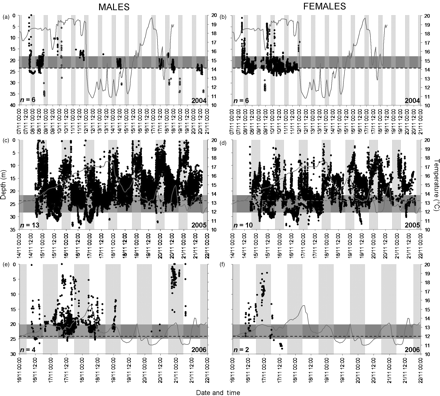 Depth plots of all male and female squid tagged for the years (a and b) 2004, (c and d) 2005, and (e and f) 2006. Also shown are hourly bottom-temperature data (the 24-m mark is indicated by a dashed line), day/night periods (night indicated by vertical shaded areas), and the bottom depth of stations where VR2 receivers were deployed (indicated by horizontally shaded areas). Note that because of the sloping down of the seafloor in an offshore direction and the detection range of the VR2 receivers, it is possible for squid to be detected deeper than the depth range at which a VR2 is deployed.