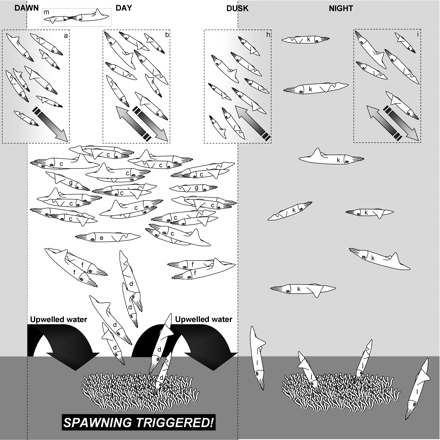 Schematic representation of the squid activities at spawning sites by day and night. The process of pair formation, mating, and spawning appears to be triggered by upwelling events. (a) At dawn, a large number of squid arrive at the spawning site and the size of the aggregation increases. (b) Throughout the day, partially spent and spent squid move offshore to rest, and ripe squid move to and from the spawning sites. (c) By day, a dense concentration forms, consisting of paired males and females. (d) Female squid, accompanied by males, deposit egg strands, (e) lone consort males are in evidence, (f) male squid engage in agonistic bouts, and (g) sneaker males are on the scene. (h) After dusk, this dense aggregation breaks down and a number of squid move offshore. (i) A loose aggregation of squid remains at the spawning site, and movement between spawning sites continues. (j) Lone females continue to deposit egg strands, while other squid search for food in (k) the water column and (l) the benthos. It is thought that (m) head-to-head mating and the deposition of spermatophores into the female buccal mass takes place offshore.