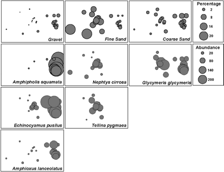 Relative values for the percentages of gravel (4 mm), coarse sand (1.6 mm), and fine sand (0.2 mm) superimposed on the two-dimensional MDS of the benthic fauna recorded offshore of Dieppe between 1996 and 2001. Also shown are the relative abundance of selected species which characterize the benthic communities, identified through SIMPER analysis of the raw abundance data.