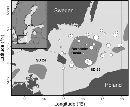 The locations of eastern Baltic cod samples in ICES SD 25, 2001 and 2004 combined. The spawning area in the Bornholm Basin is shown; white bubbles, sampling stations, where the size indicates the number of cod analysed (size ranges 1–5, 6–10, 11–15, and 16–25).