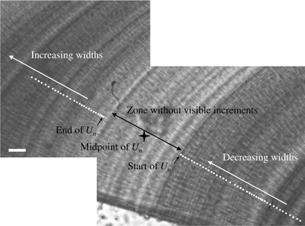 Example of a zone of a Baltic cod otolith without a visible increment, and the measurements used to calculate the midpoint of the zone (star). Bar = 10 µm.