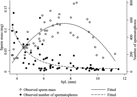 Sperm content and number of spermatophores in relation to SpL in H. miranda. The sperm mass is the mean of the sperm mass of 36 spermatophores, and the SpL the mean of 2–25 (mostly 20) spermatophores from each Needham's sac section.