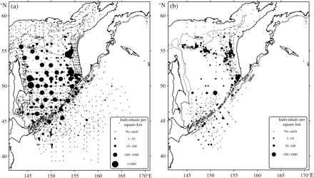 Spatial distribution of (a) G. tinro and (b) G. okutanii in the Sea of Okhotsk and Northwest Pacific Ocean (cpue is shown as the number of squid per square kilometre).
