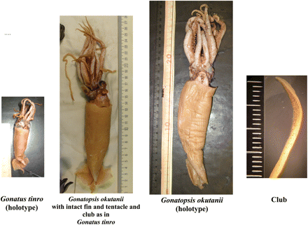 Photographs of G. tinro and G. okutanii holotypes and of the reference individual of G. okutanii with intact fin and one tentacle, and a tentacle club of that individual.