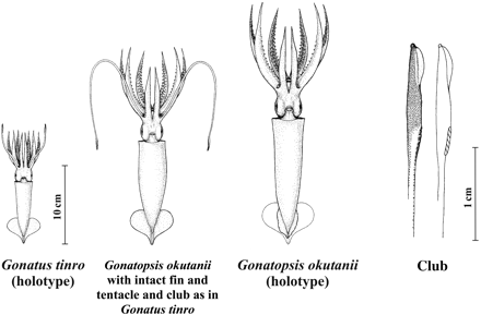 Drawings of G. tinro and G. okutanii holotypes (fin restored) and of the reference individual of G. okutanii with intact fin and tentacles (one tentacle restored) and a tentacle club of that individual (the characteristic locking zone at the club's dorsal base is depicted hatched).