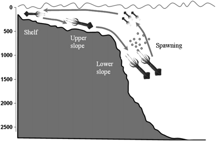 Schematic of bathymetric ontogenetic migrations during the life cycle of the squid O. ingens on the Patagonian shelf and slope (see text for explanation). Depth (m) on y-axis.