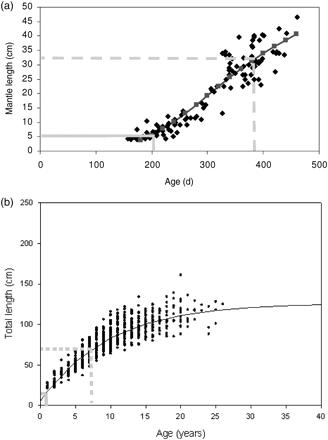 Age-at-length data and growth curves of (a) the squid O. ingens and (b) Patagonian toothfish D. eleginoides on the Patagonian shelf and slope. Age and length of juvenile immigration to the shelf is marked by solid grey lines, and emigration of subadults from the shelf by dashed grey lines (see text for explanation).