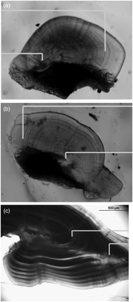 Microstructure of statoliths of the squid (a) O. ingens and (b) G. antarcticus, and (c) the otoliths of Patagonian toothfish D. eleginoides, showing the inner and outer borders of the dark zone (=maximum growth increments), corresponding to immigration to and emigration from the shelf, respectively.