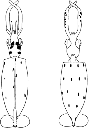 Brachioteuthis sp. 3. Dorsal (left) and ventral (right) view of a 9.5-mm DML specimen.