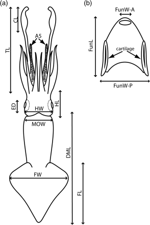 Key to measurements, adapted from Roper and Voss (1983). (a) External characters: CL, club length; ED, eye diameter; FL, fin length; FW, fin width; HW, head width; HL, head length; DML, dorsal mantle length; MOW, mantle opening width; TL, tentacle length; A5, ventral arms. (b) Funnel characters: FunL, funnel length; FunW-A, width of the anterior funnel opening; FunW-P, width of the posterior funnel opening.