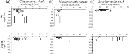 Day and night depth distributions for three species of oegopsid cephalopod. Each solid line represents the depth range over which one individual was collected. (a) Chtenopteryx sicula; (b) Mastigoteuthis magna; (c) Brachioteuthis sp. 3.