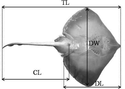Measurements recorded to the nearest 1 mm on linear axes for each fish: total length (distance from the tip of the snout to the end of the tail, TL), disc width (maximum distance between the wing tips, DW), disc length (distance from the tip of the snout to the posterior edge of the disc, DL), and tail length (distance from the cloaca to the end of the tail, CL).